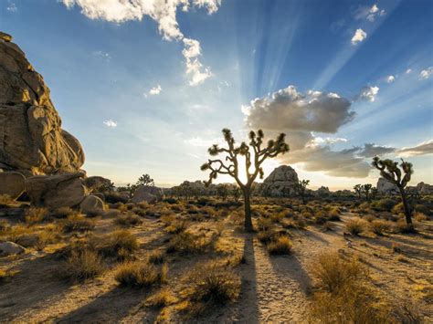 Joshua Tree Photography Guide Any Favors Vodcast Photo Galleries