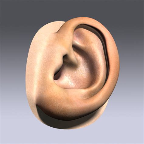 Max Human Ear