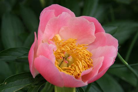 Peony Passion Birds And Blooms
