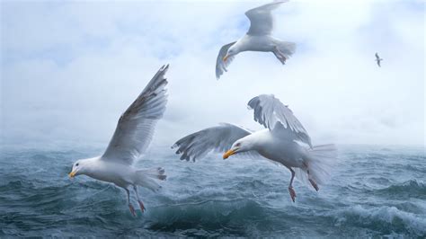 Download Wallpaper Seagulls Above Sea Waves 3840x2160