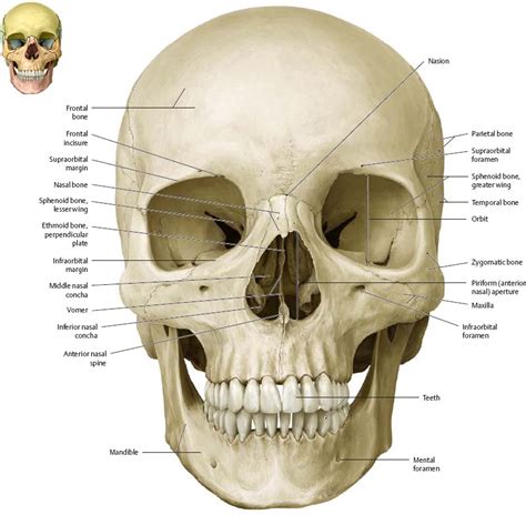 A standout amongst the most imperative components is the bone. Bones of the Head - Atlas of Anatomy