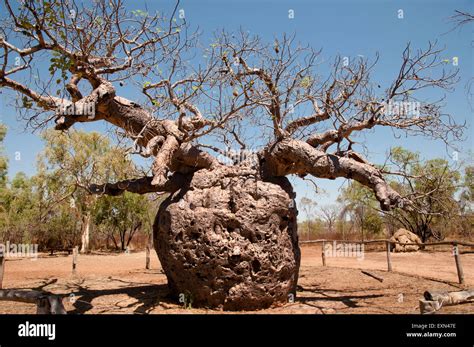 Boab Prison Tree Kimberley Australia Stock Photo Alamy