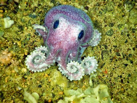 Octopus Hd Wallpapers Earth Blog