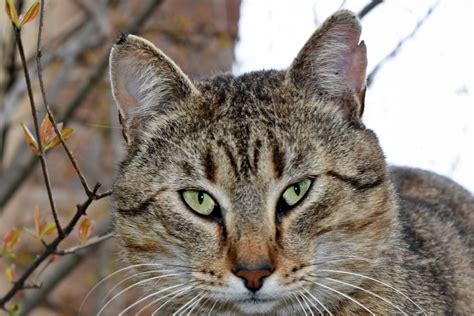 Free Picture Kitten Tabby Cat Fur Whiskers Domestic Cat Feline