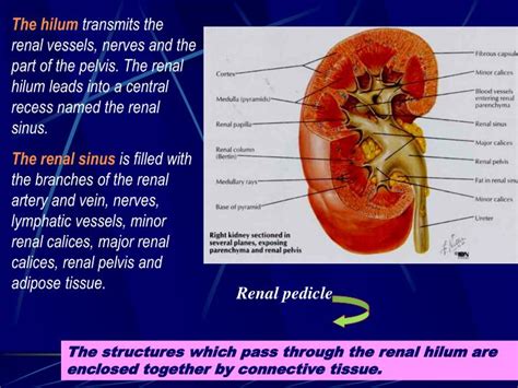 Ppt The Urinary System Dept Of Anatomy Luzhou Medical College