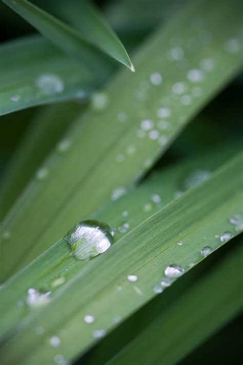 Grass Drops Dew Macro Plant Green Hd Phone Wallpaper Peakpx