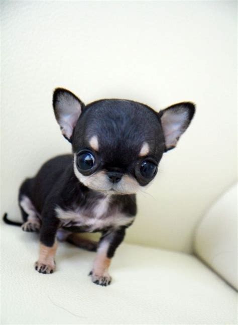 Applehead Teacup Chihuahua Puppies For Sale Ideas For The House