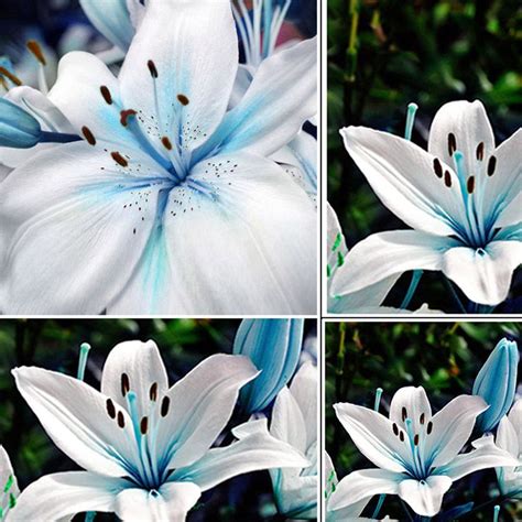 50pcs Lots Oriental Lily Blue Stargazer Scented Flower Bulbs Seeds