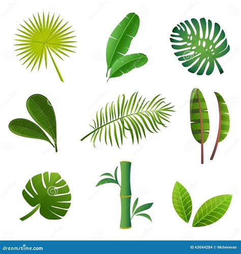 Tropical Plants Set Vector Illustration Of Green Leaves Stock