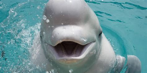 Conservation Organization Sea Life Trust To Open Worlds First Beluga