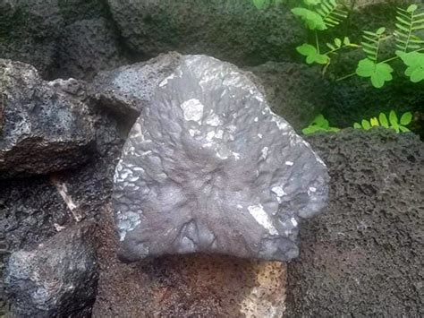 Csillagászat hullócsillag meteor meteorit meteoroid. Images from the surface of asteroid Ryugu show rocks ...