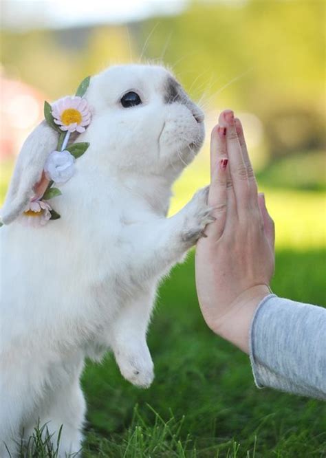 17 Best Images About Sooooooooo Cute Bunnies On Pinterest Snow