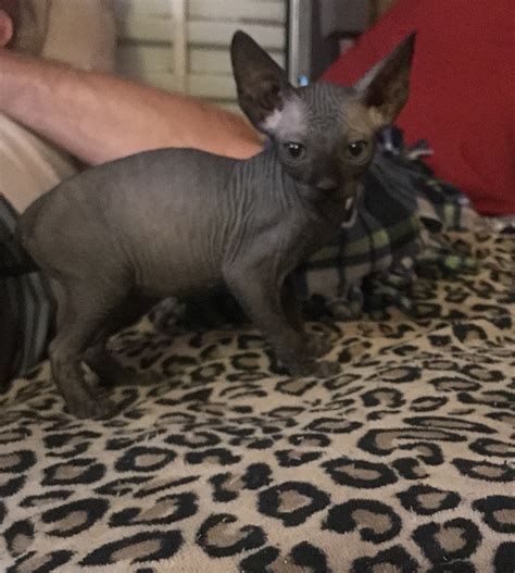 Sphynx Cats For Sale Shelton Wa 300376 Petzlover