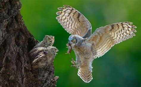 Burung hantu salju atau nama latinnya adalah snowy owl/bubo scandiacus. Mengenal Lebih Dalam Ciri-ciri Burung Hantu & Makanannya