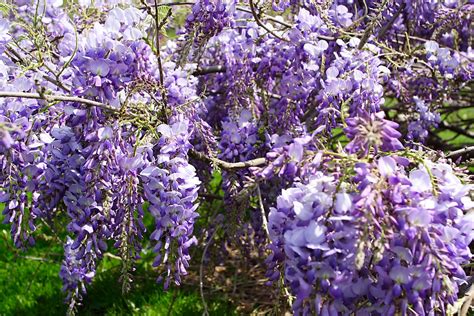 Maybe you would like to learn more about one of these? File:Wysteria-bush-spring-flower - West Virginia ...