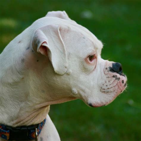 A black mask around the nose and jaws and white markings (flashings) on the belly, chest, and feet are possible, but white should not cover more than a third of the boxer. white-boxer-dog | Walkerville Vet