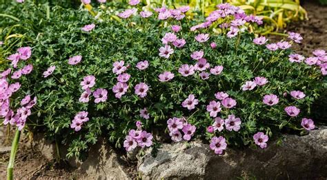 15 Short Perennials That Bloom All Summer Garden Tabs In 2022
