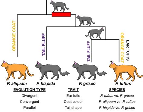 The Direction Of Evolution Divergence Vs Convergence The G Cat