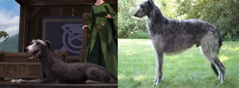 All Of The Dogs In Brave Are Scottish Deerhounds Which Would Be The