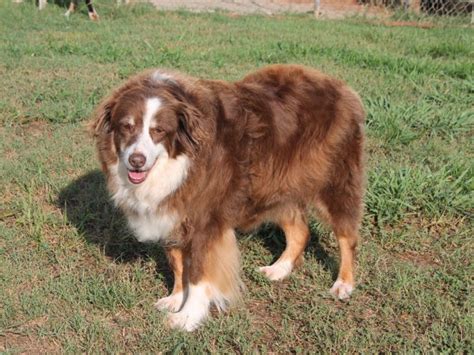 These pups, much like their bigger australian shepard friends are true herders in spite of their currently, we do not have any mini australian shepherd's available. Miniature Australian Shepherd Puppies for Sale | Alpharetta, GA Patch