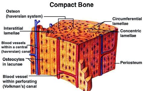 Made of calcium and phosphorus deposits in the matrix. Structure of compact bone. | Download Scientific Diagram