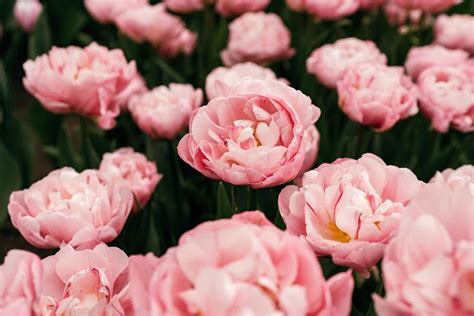 How To Grow Peony Tulips In Your Garden Gardeners Path