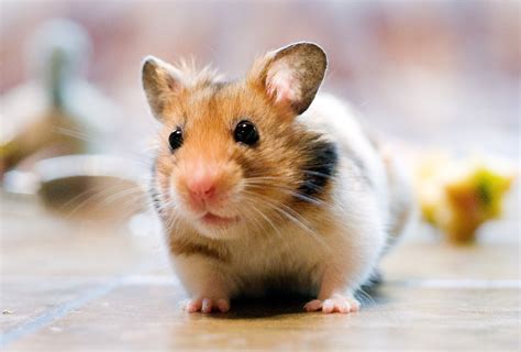 Hamster ~ Animals World