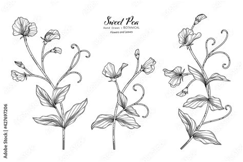 Sweet Peas Flower And Leaf Hand Drawn Botanical Illustration With Line