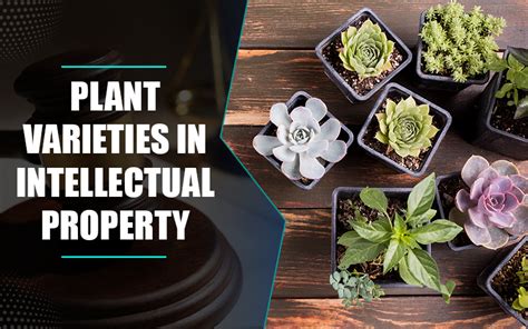 Plant Varieties In Intellectual Property