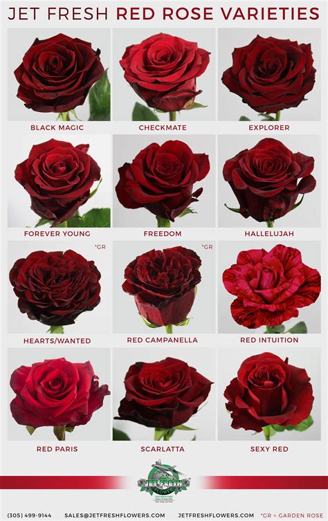 Everyone Loves Red Roses But Which Red Rose Do YOU Love Rose