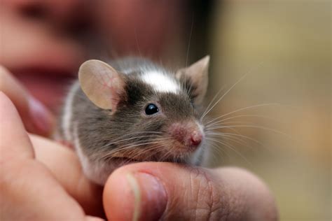 Pet Mice And Kids Do Pet Mice Make Good Pets