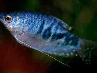 Als tropische aquariumvis vrijwel altijd gekweekt. Blauwe goerami - Trichogaster trichopterus