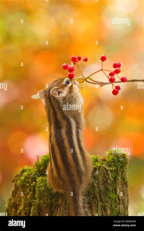 Chipmunk Eating Red Berries Stock Photo Alamy