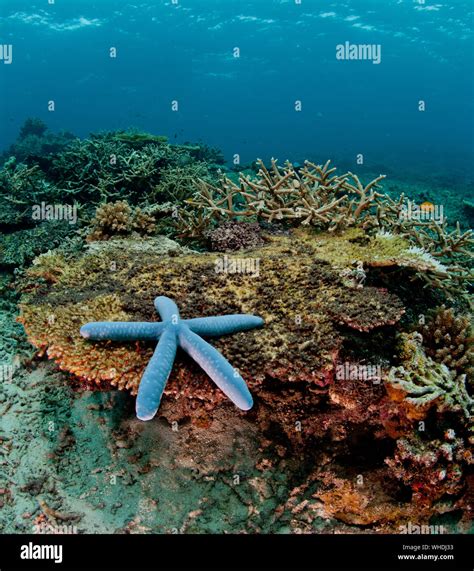 Starfish On Coral Reefs Undersea Stock Photo Alamy