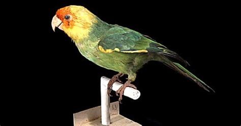 Carolina Parakeet Bird Facts †conuropsis Carolinensis A Z Animals