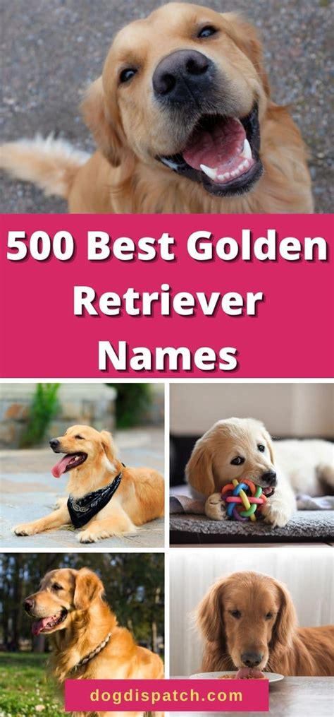 Golden Retriever Names 500 Best Names Updated 2022 Dog Dispatch