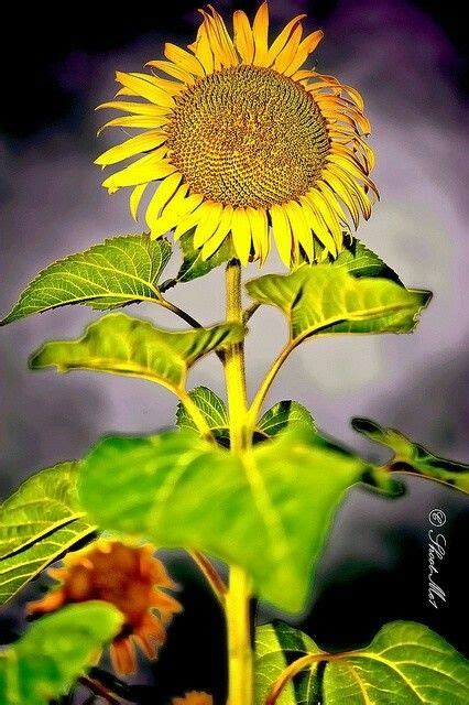 Girasol Solitario Sunflowers And Daisies Sunflower Sunflower Flower