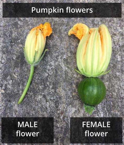 Pumpkin Plant Only Has Male Flowers Home Alqu