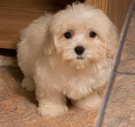 Funniest Maltipoo Puppies Pics Galerry Pictures Of Animals 2016