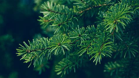 Everything You Ever Wanted To Know About Evergreens