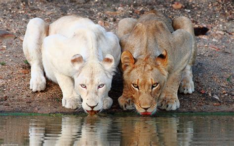 Lions are powerful animals who usually hunt in coordinated groups and stalk their chosen prey. nature, Animals, Lion, Albino Wallpapers HD / Desktop and ...