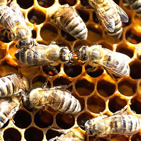 Honey Bee Pheromones Carolina Honeybees