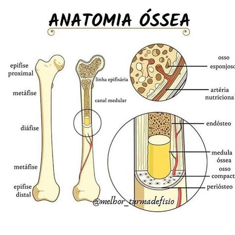 Pin De Lully Grimes Em Estudo Como Estudar Anatomia Anatomia Ossea