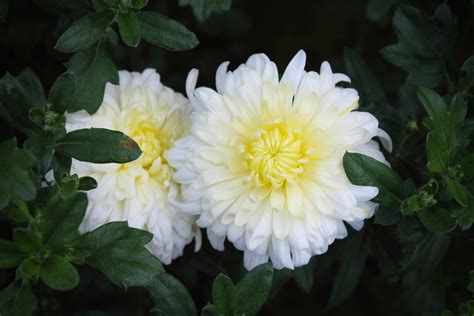 The History Of The Chrysanthemum Meaning