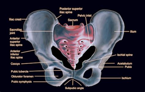 Human Anatomy Female Pelvis