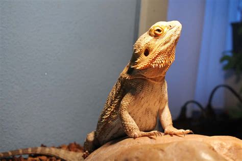 Bearded Dragons As Pets Dangers Cost To Buy One And Ease Of Care