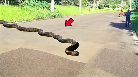 These Are The 5 Largest Snakes In The World Youtube