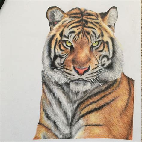 How To Draw A Tiger With Colored Pencils At Drawing Tutorials