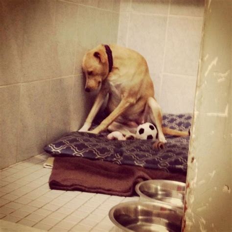 「世界で一番悲しい犬」と呼ばれた犬。この子の先にあるのは死か幸せか。｜犬の総合情報サイト ペットスマイルニュースforワンちゃん