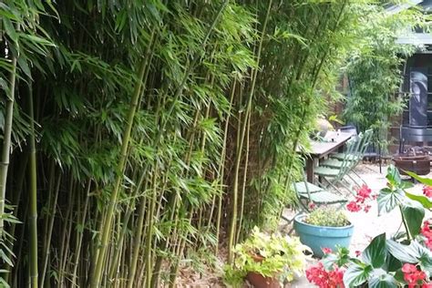 Nj Bamboo Landscaping Bamboo Plants And Privacy Hedges